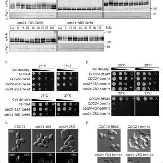 Phospho Regulation Of Cdc24 Is Required For Normal Cellular Polarity