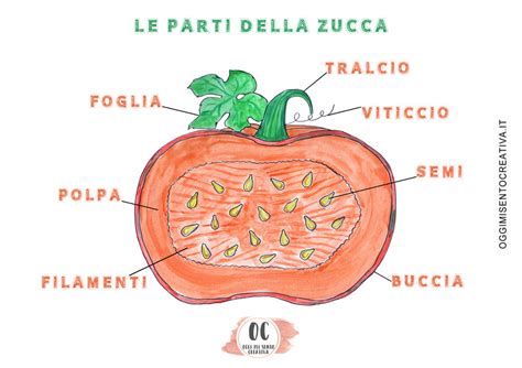 Conoscere La Zucca