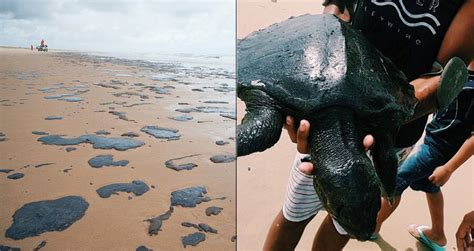 Oil Spill From Unknown Source Covers Brazils Beaches Kills Turtles