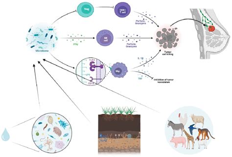 Microbiome And Tumor Microenvironment Interplay Schematic Illustration