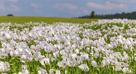 Bio Weißmohn im Beutel von mynatura eu Special Fitness Shop