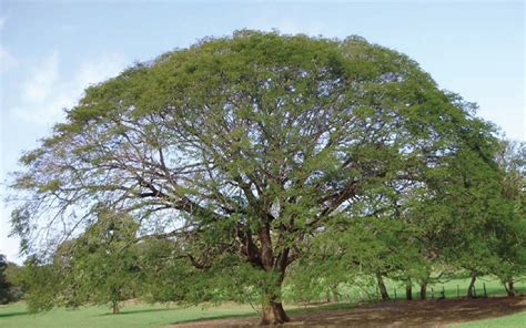 El Árbol de guanacaste símbolo nacional Periódico Mensaje Guanacaste