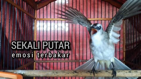 Kicau Suara Trucukan Gacor Ropel Panjang Pancingan Trucukan Agar Bunyi