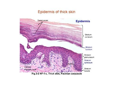 Stratum Corneum How Does Your Body Keep