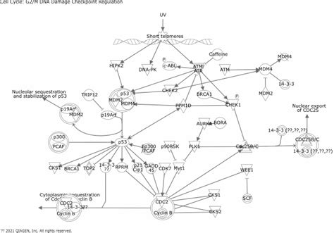 Cell Cycle: G2/M DNA Damage Checkpoint Regulation | GeneGlobe