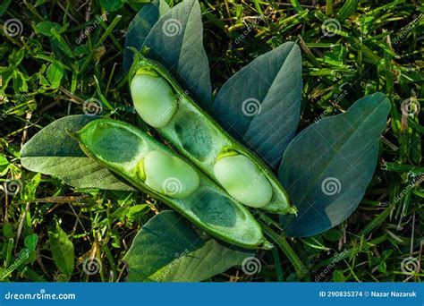 Broad Bean Vicia Faba