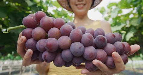 7 Kinds Of Japanese Grapes Minneopa Orchards