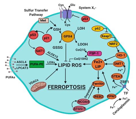 Autophagy Ferroptosis