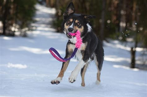 Tilbyr Hjelp Med Omplassering Av Hund FINN Torget