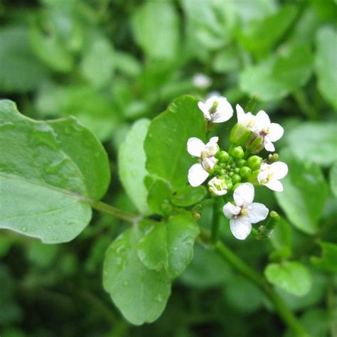 Watercress Rorippa Nasturtium Aquaticum Roots Plants