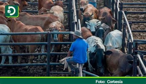 Gobierno Tiene Listo El Decreto Para Abrir Nuevamente Los Mataderos En