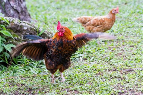 Close Up Of A Large Rooster Flapping His Wings Protecting His Stock