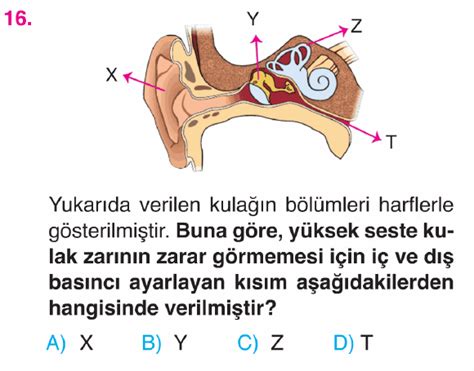 Online Test Çöz 7 Sınıf Fen Bilimleri Duyu Organları Testi Çöz