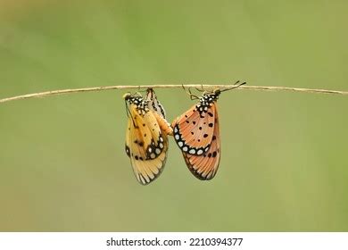 1 Monarc Butterfly Pattern Images Stock Photos And Vectors Shutterstock