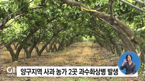 양구 사과 농가 2곳서 과수화상병 발생