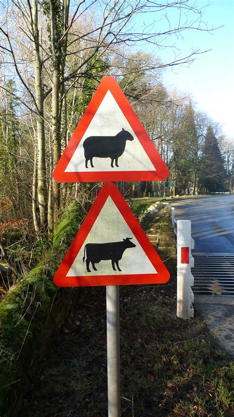 Sheep Crossing Warning Signs For Sheep And Cattle On The R Flickr