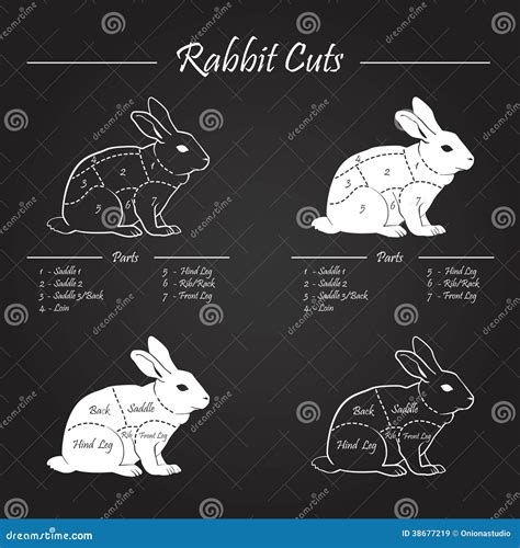 Rabbit Meat Cuts Scheme Chalkboard Stock Vector Illustration Of