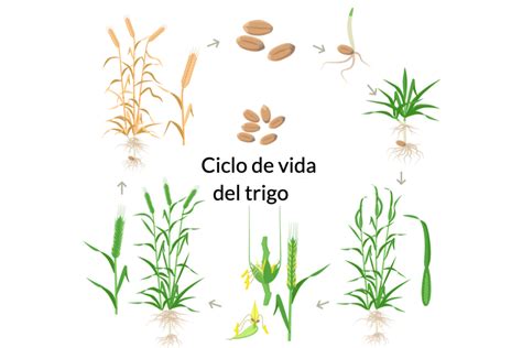 Cultivo De Trigo Huerto En Casa