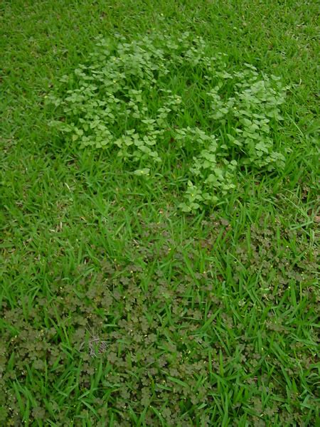 White Flower Weed In St Augustine Grass Dorthy Brothers