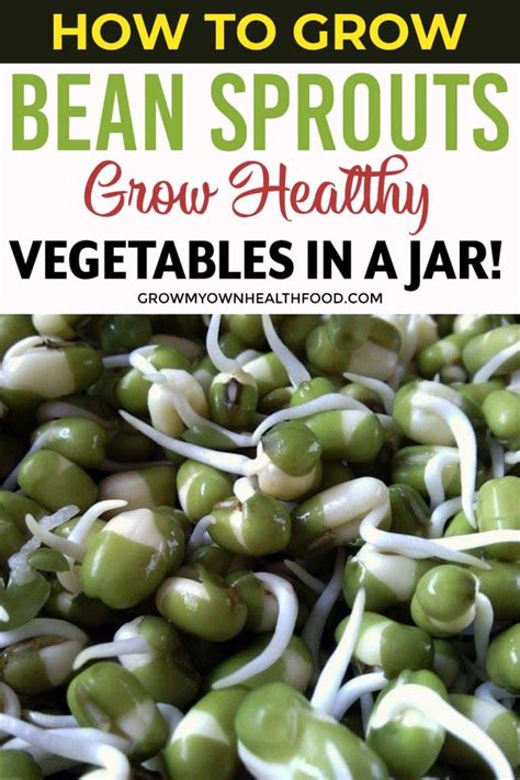 How To Grow Bean Sprouts Grow Healthy Vegetables In A Jar