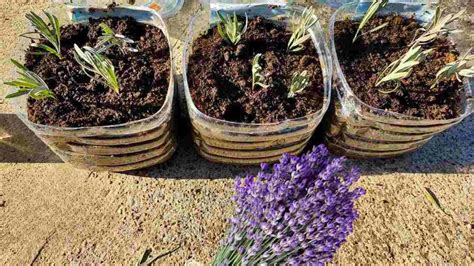 Lavanda así es como propagarla y cultivarla a partir de esquejes así