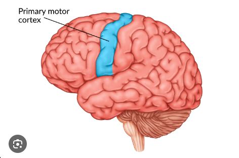 A P CH 12 MAJOR AREAS OF BRAIN Flashcards Quizlet