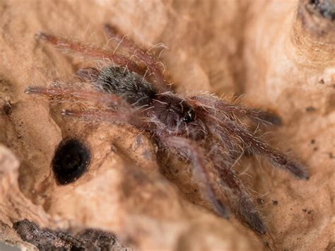 Tapinauchenius Cupreus Violet Tree Spider My Monsters