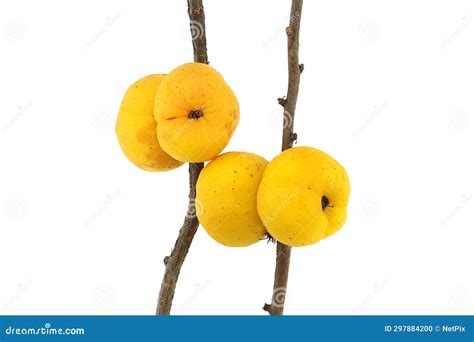 Yellow Chaenomeles Fruits On Leafless Thorny Branch Stock Photo Image