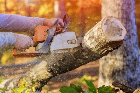 After Hurricane Woodcutter Saws Down Trees With Aid Of Hand Chainsaw In