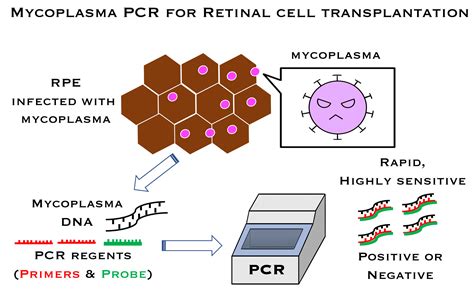 Ijms Free Full Text Detection Of Mycoplasma Contamination In Transplanted Retinal Cells By