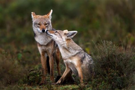 Golden Jackal Canis Aureus Shadows Of Africa