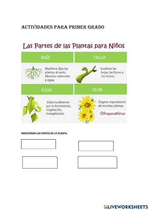 La planta free exercise | Live Worksheets 