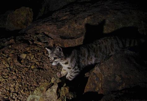 Gato De Los Andes El Felino De Las Cumbres Que Est En Peligro De