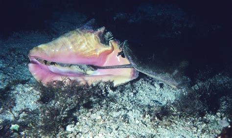 A Copulating Pair Of Queen Conch The Female On The Left Has Been