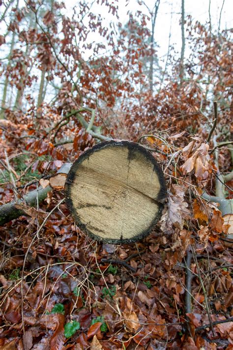 B Ume Leiden Unter Klimawandel Baumf Llungen Im Wuppertaler Stadtgebiet