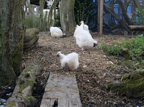 How To Sex Silkie Chickens Brimwood Farm