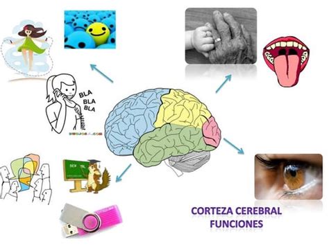 Mapa Mental De Las Funciones De La Corteza Cerebral