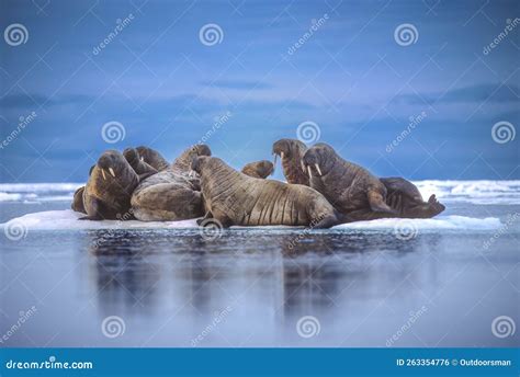 Walrus Herd on Ice Floe,Canadian High Arctci Stock Photo - Image of ...