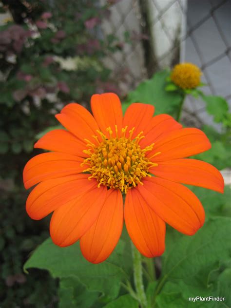 MY PLANT FINDER | Plant Guide: Tithonia rotundifolia