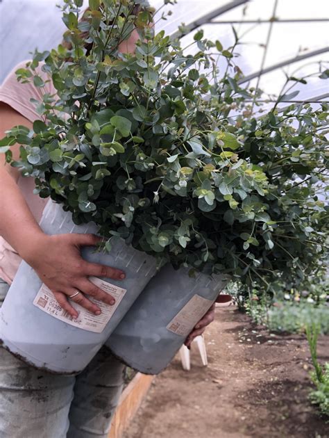 We Tried Growing Eucalyptus This Year And It Was So Fragrant Rgardening