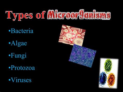 Microorganism Ppt Ppt