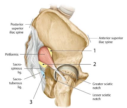 Sciatic foramina and contents Flashcards | Quizlet