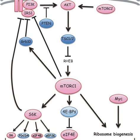 Tor Structure The N Terminus Of Target Of Rapamycin Tor Contains