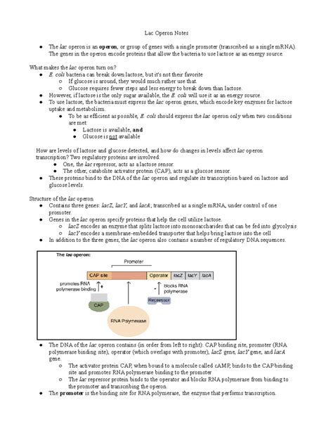 Lac Operon Notes Lac Operon Notes The Lac Operon Is An Operon Or