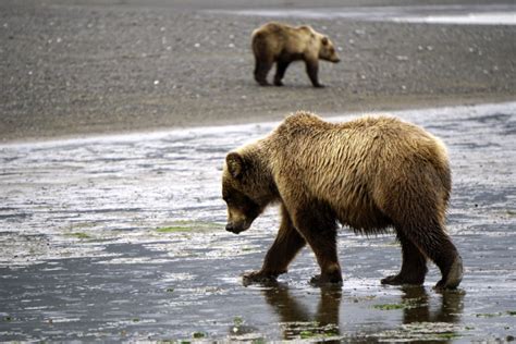 Our Summer Alaska Adventure - No Back Home