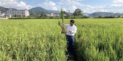 A Promising Perennial Rice Variety Is Transforming Farming In China