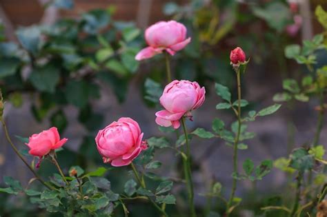 Premium Photo | Pink roses in garden