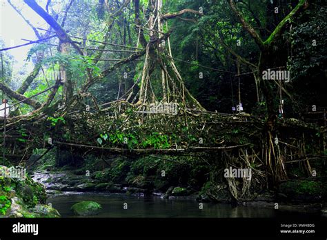 Root bridge shillong hi-res stock photography and images - Alamy