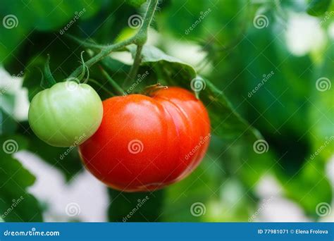 Ripe Natural Tomatoes Growing On A Branch In A Greenhouse Stock Image