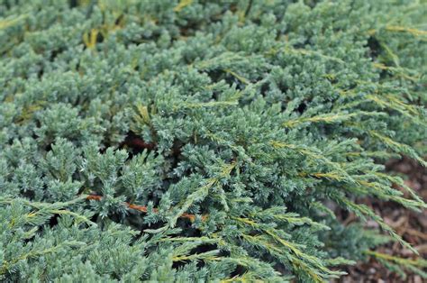 How to Grow and Care for Creeping Juniper